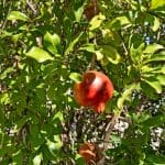 9 Rennison Street, Beckenham, WA 6107 AUS