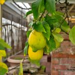 18 Romney Street, Beckenham, WA 6107 AUS