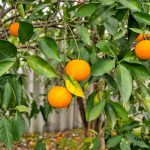 18 Romney Street, Beckenham, WA 6107 AUS